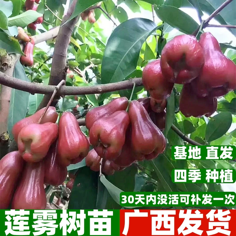 黑糖芭比莲雾树苗大叶红黑金刚莲雾苗嫁接树苗庭院地栽盆栽果树苗