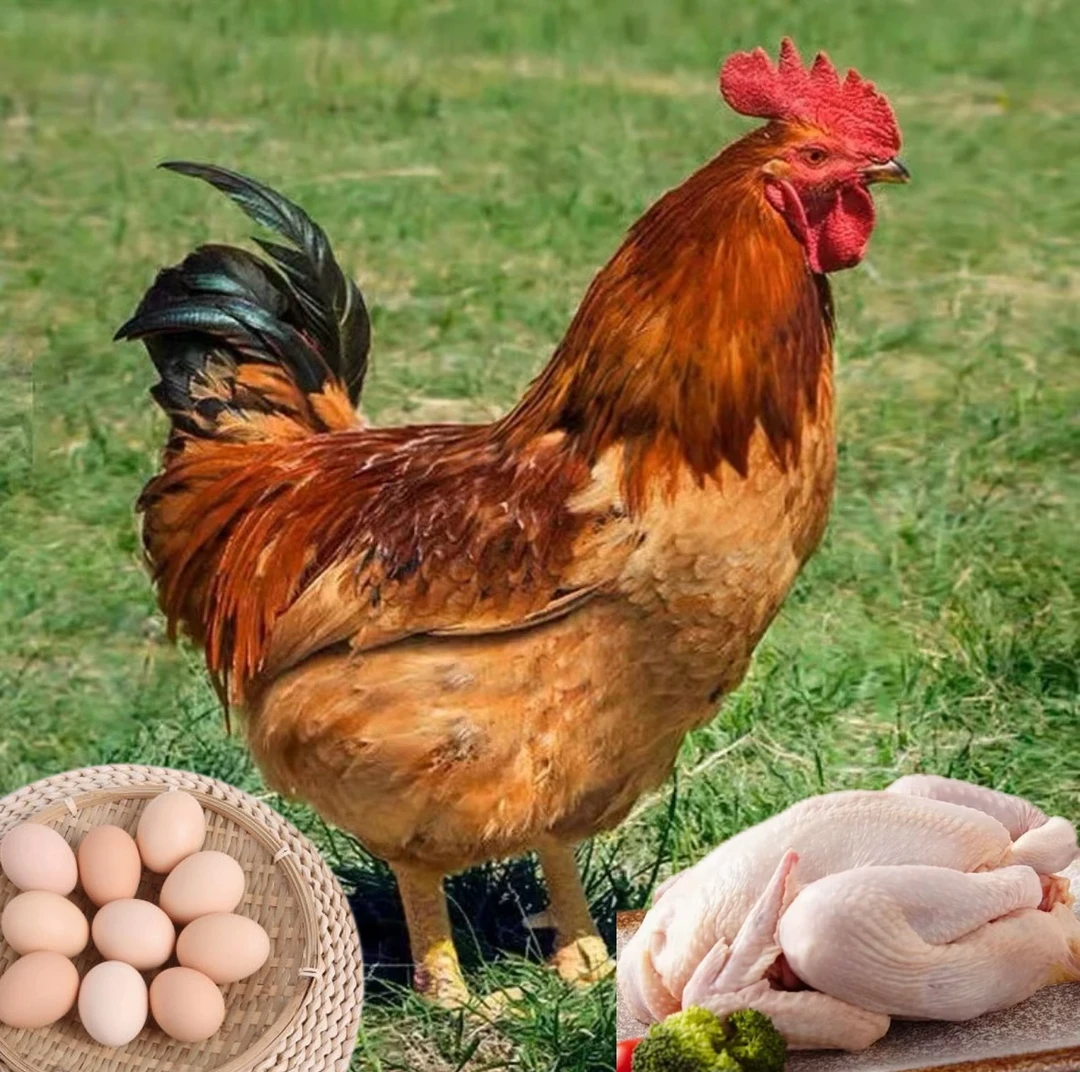 半斤/只九斤红整鸡公13斤母8斤肉质细嫩生鲜发货味道鲜美