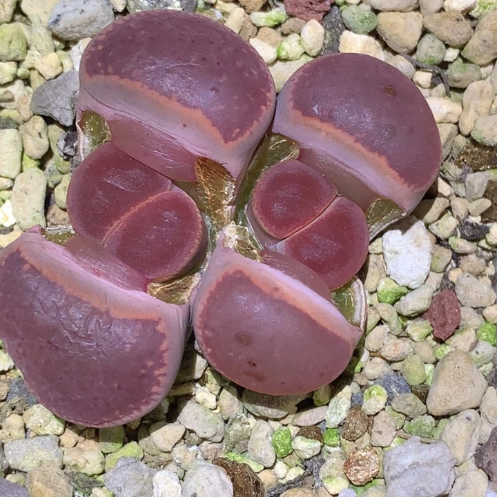 精品多肉植物精品比利时ko