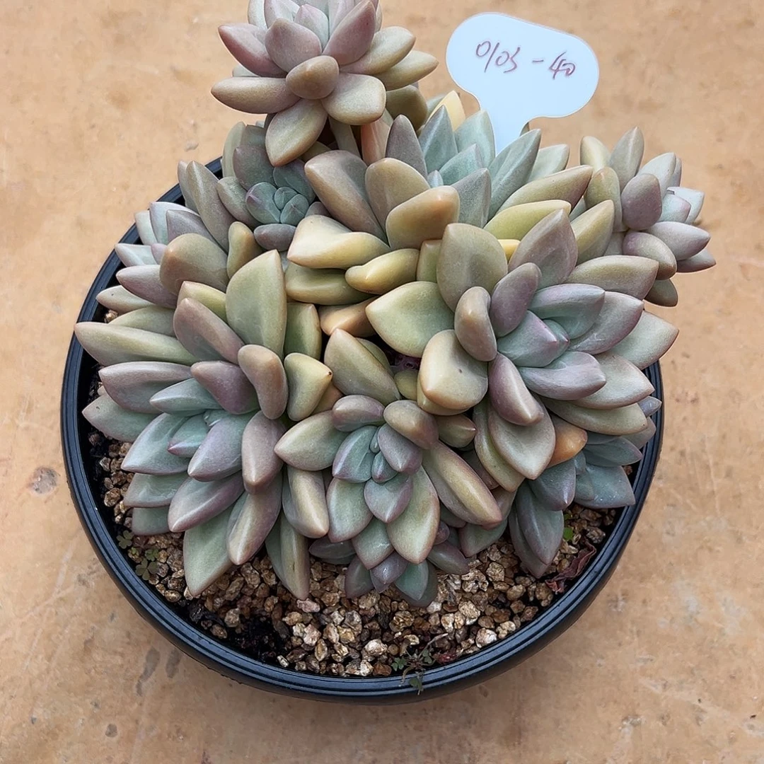 德***卷0103-40黄体赫本露斯