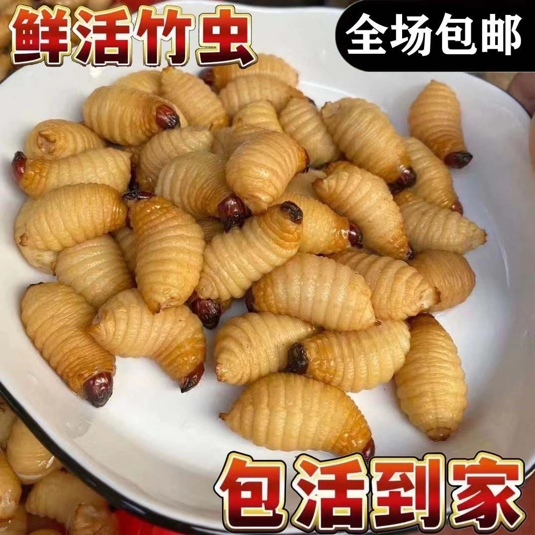 新鲜速冻竹笋虫高蛋白酥脆可做零食下酒菜的鲜活竹虫