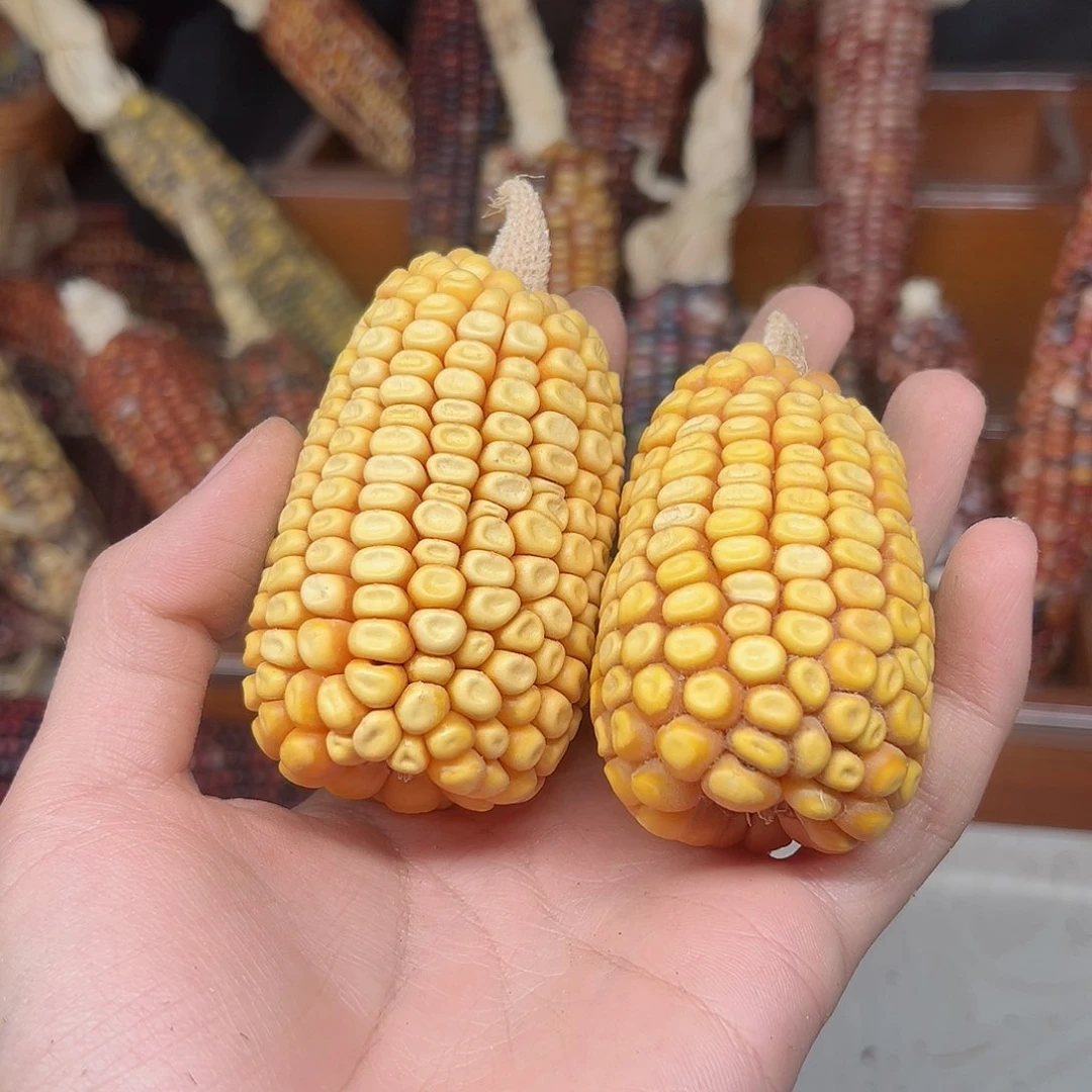 噜****啦文玩玉米毛料精品