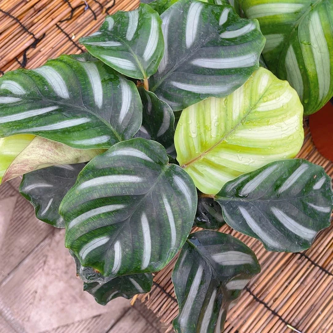 完全开放西瓜苹果竹芋特价