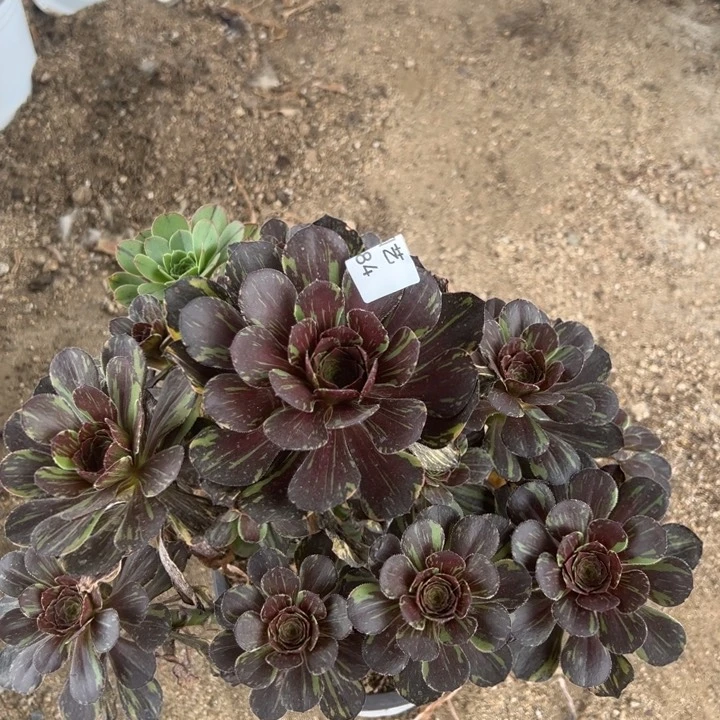 花无缺多肉植物184