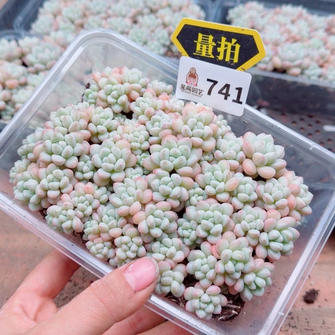 多肉植物多肉植物