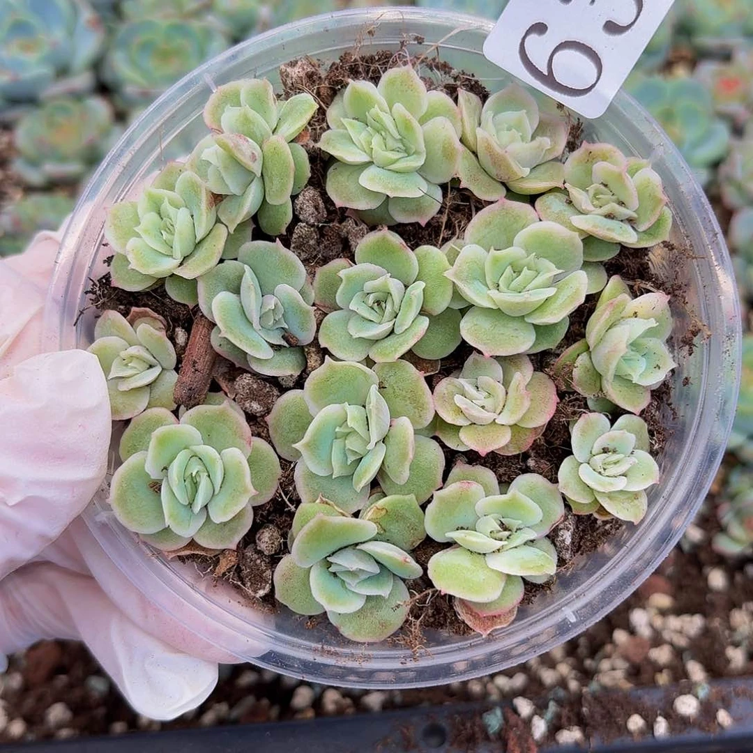 多肉植物多肉植物63