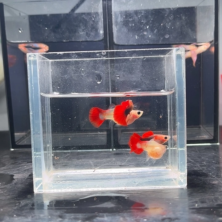 孔雀鱼红礼服玻璃猫2对