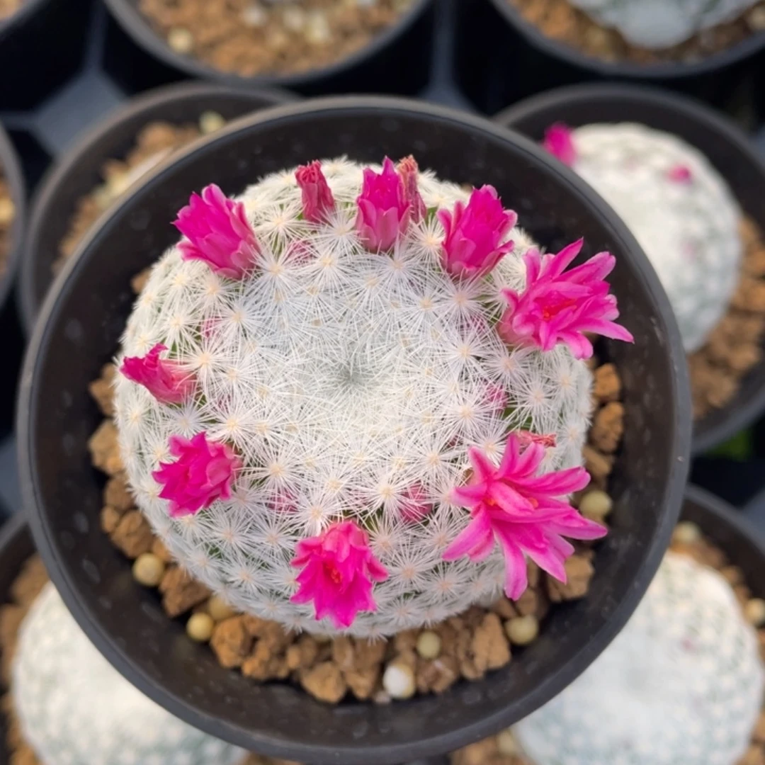 大春星        实生根