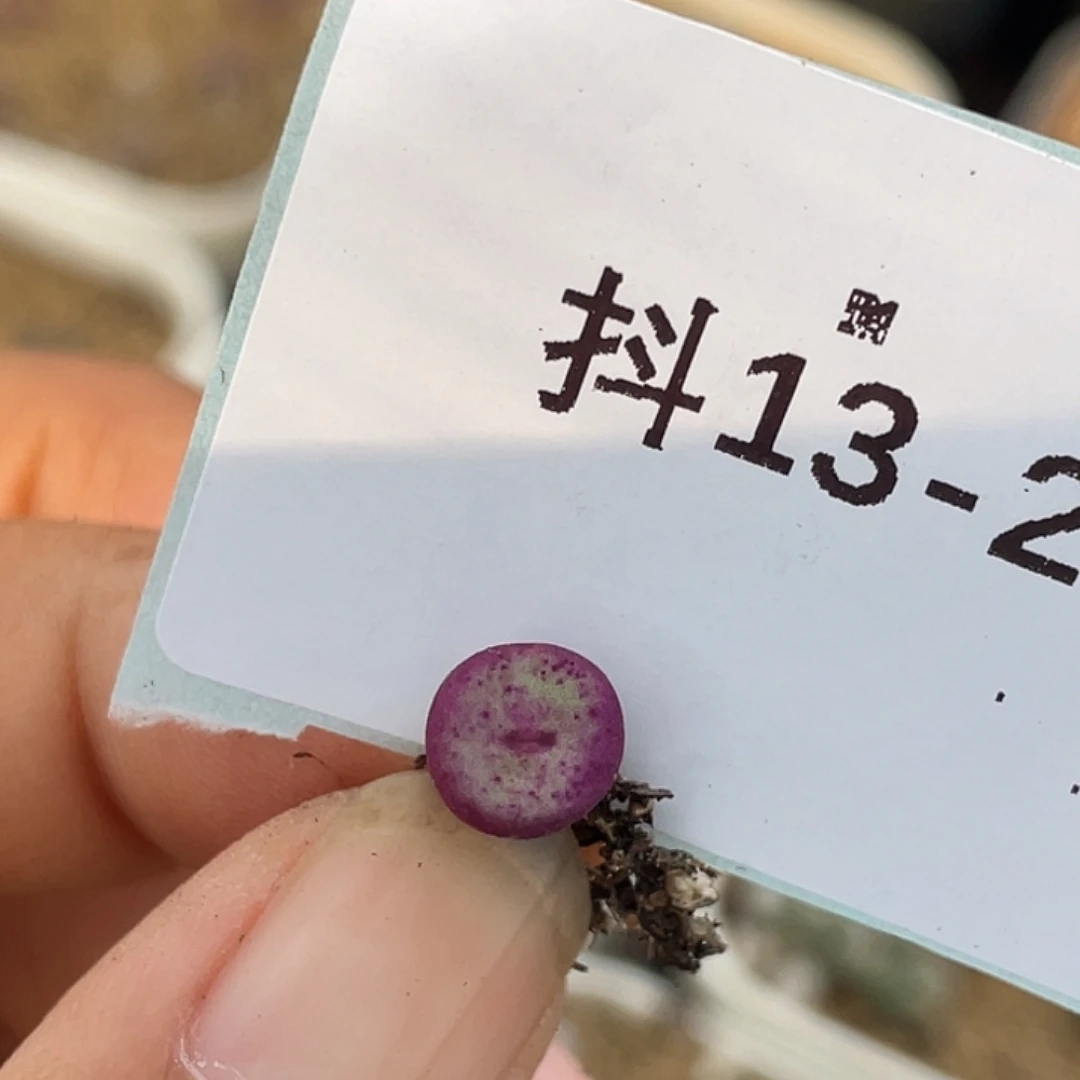 13-2嘴多肉植物肉锥