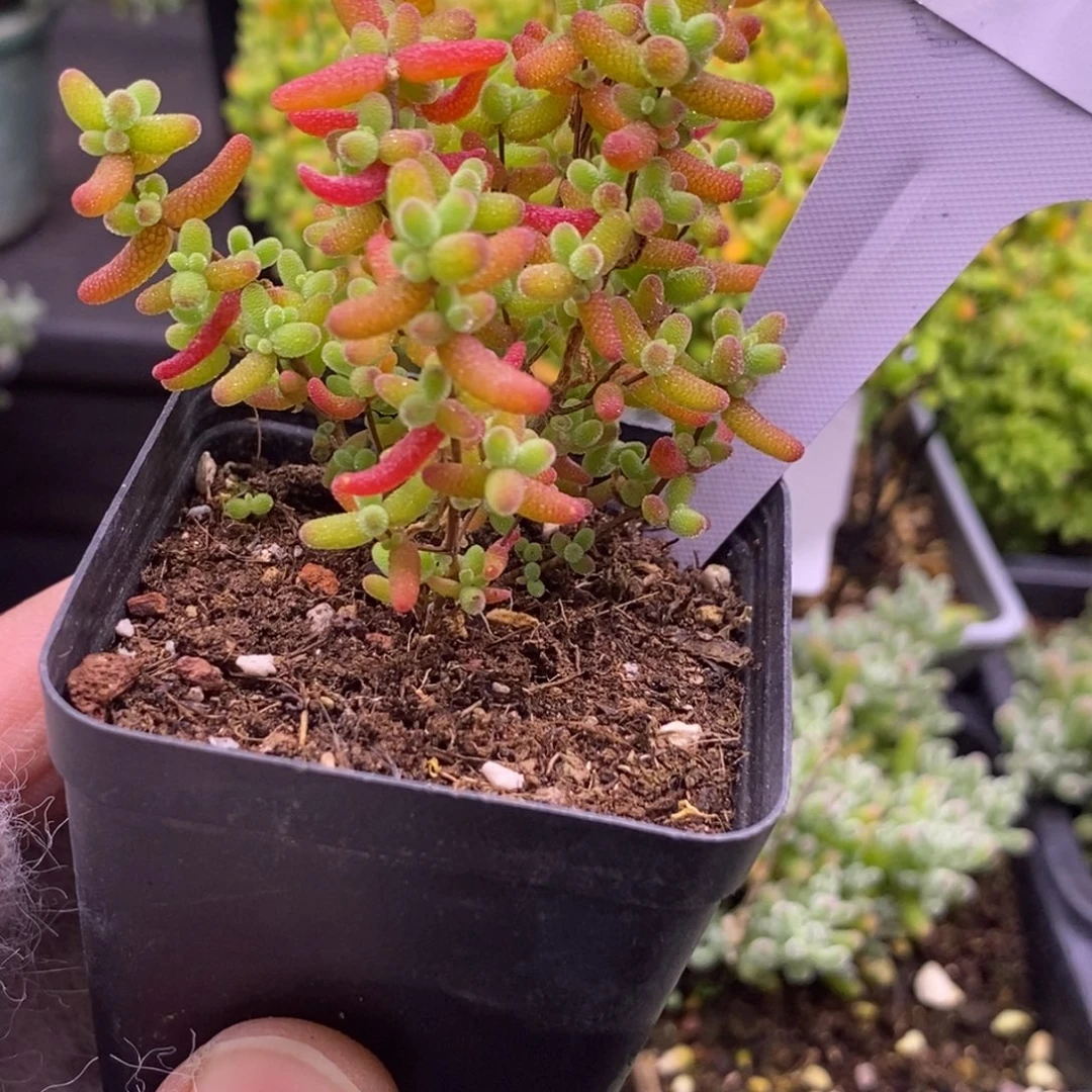162蜜橘。