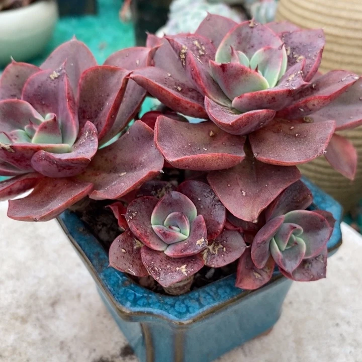 蒙娜丽莎老桩整有砍多肉