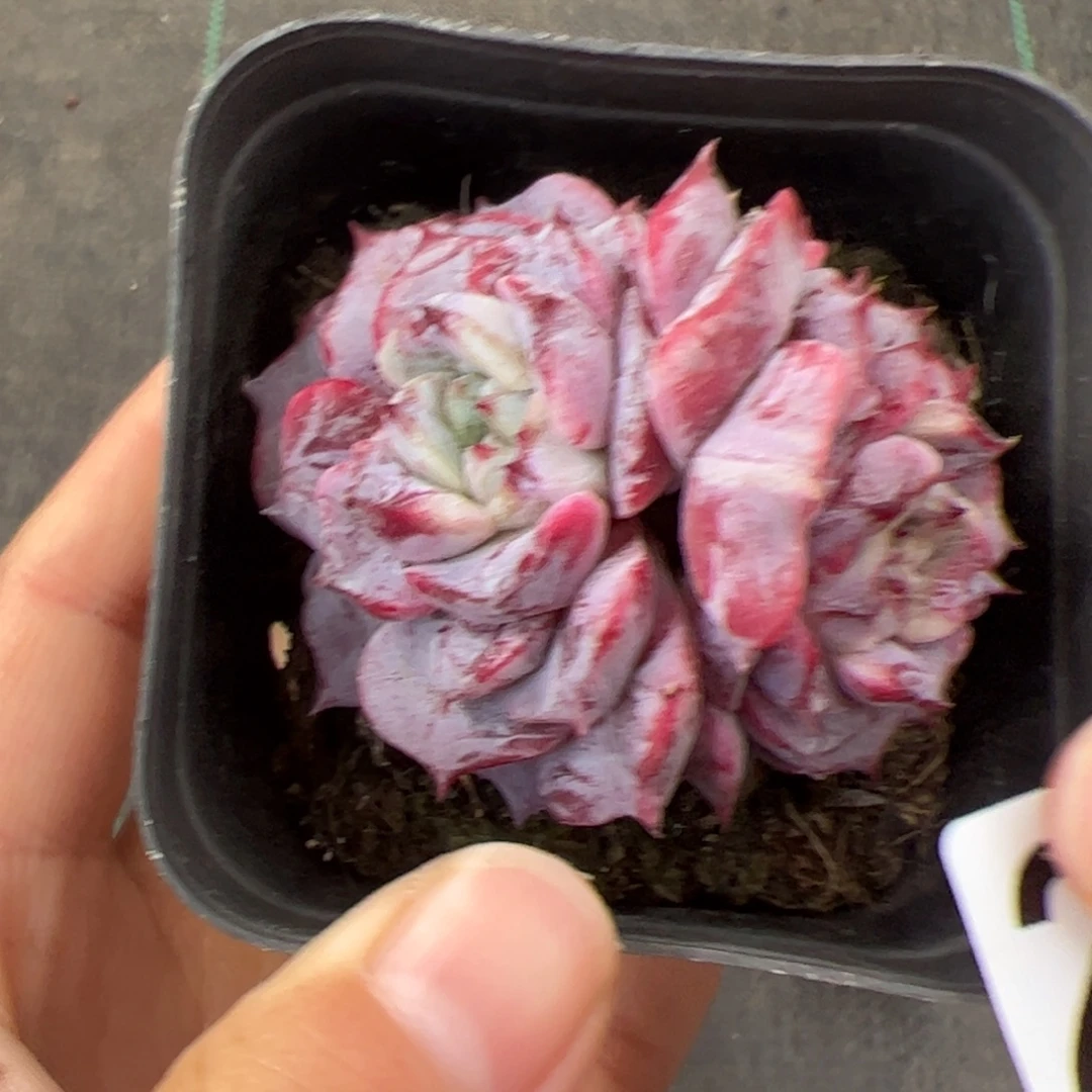 *****275 多肉植物组合盆栽
