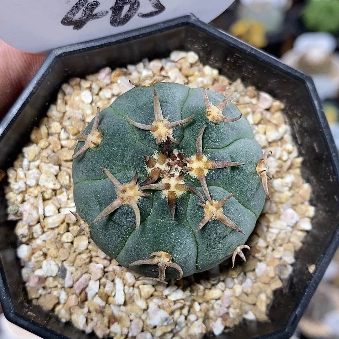 实生猫爪465号 3.9cm