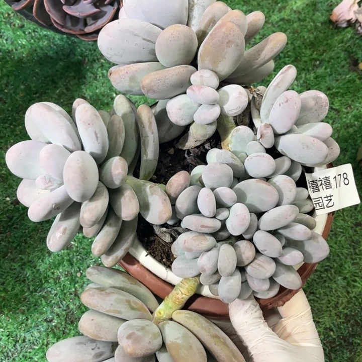 178橙雪球多肉植物