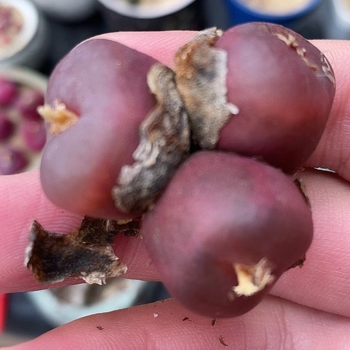 914黑超毛3头一颗。