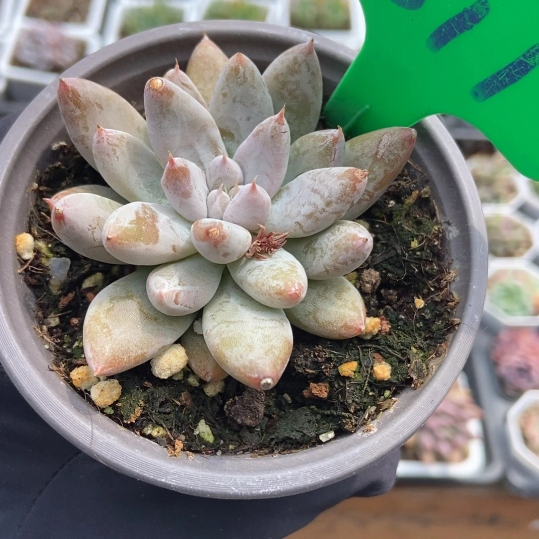 811杜里万多肉植物保护