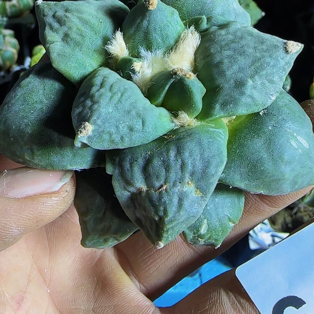 怒杂209刚出根的