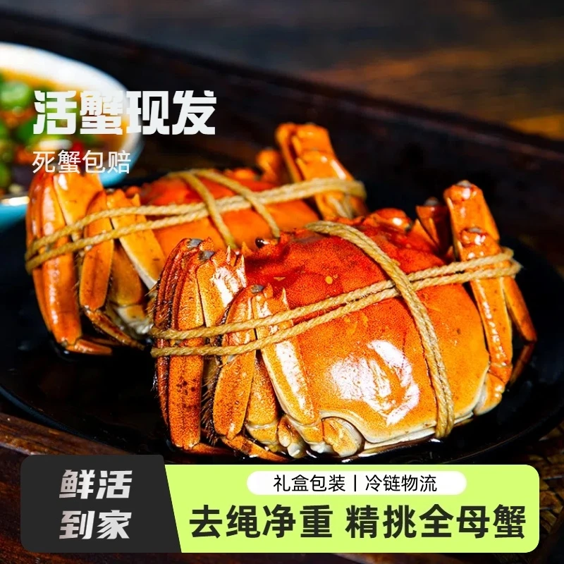 【活蟹】江苏大闸蟹 精挑全母蟹10只 3.1-2.7两 10只冷链包邮