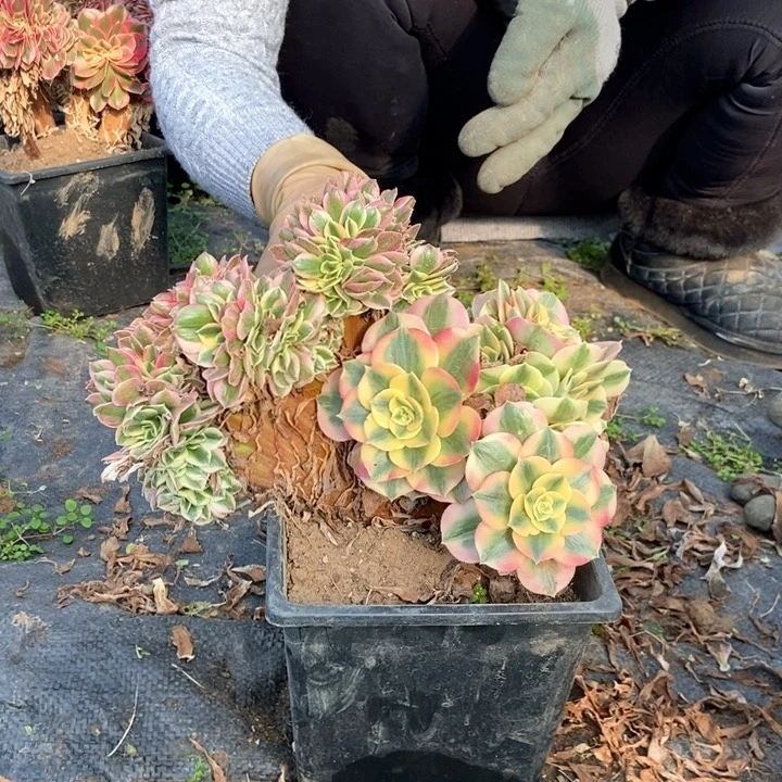 L**.022女巫缀化老桩朵朵