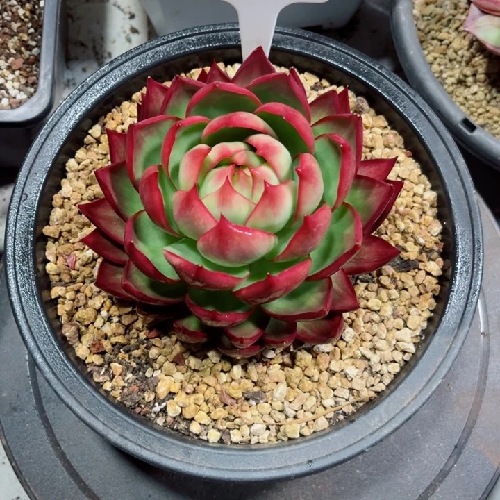 大****惊鸿仙子多肉植物A237