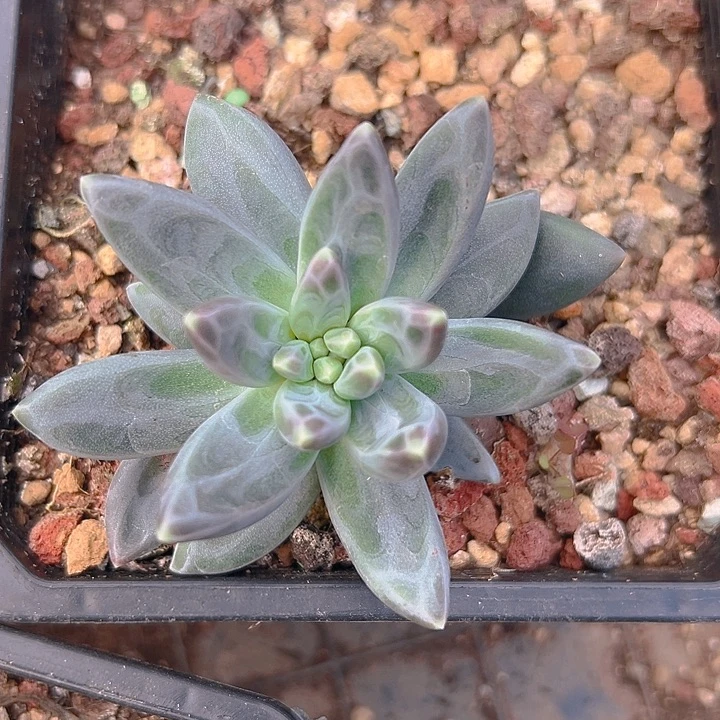 雪戴利美人福利特价福利