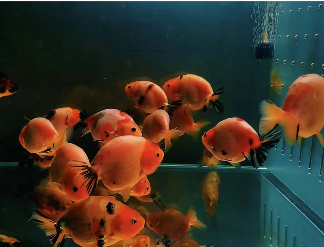 大体兰寿11-13公分鱼苗！广温观赏鱼！