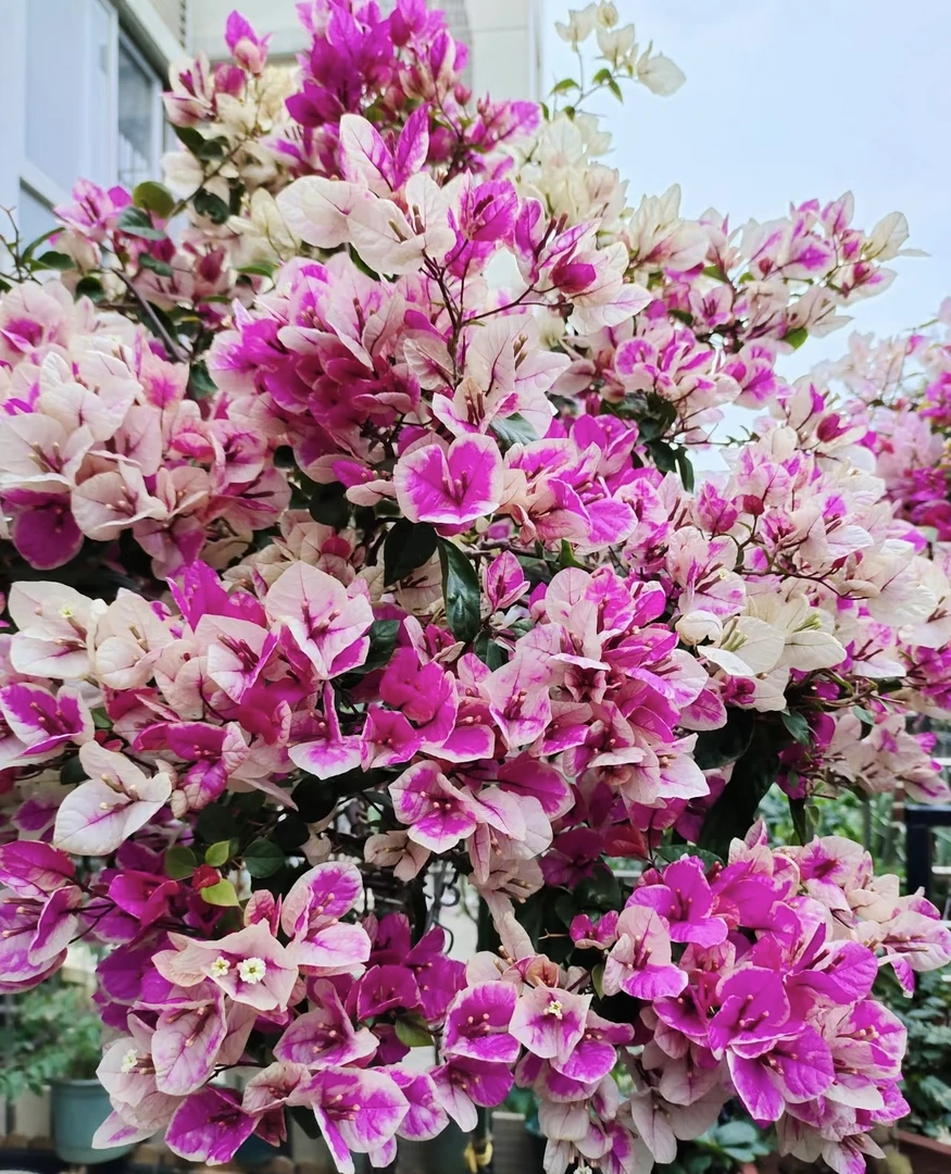 【漳红樱】百变花蝴蝶三角梅可爬藤可垂吊四季盆栽