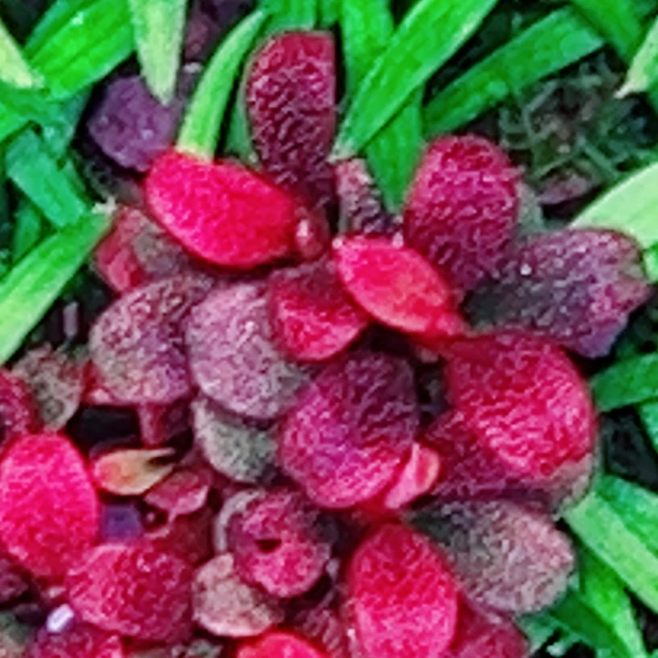 福利108号福利价植物一头（3头