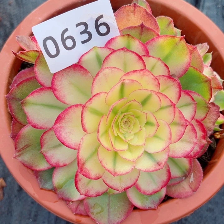 黄荔枝特价多肉发货