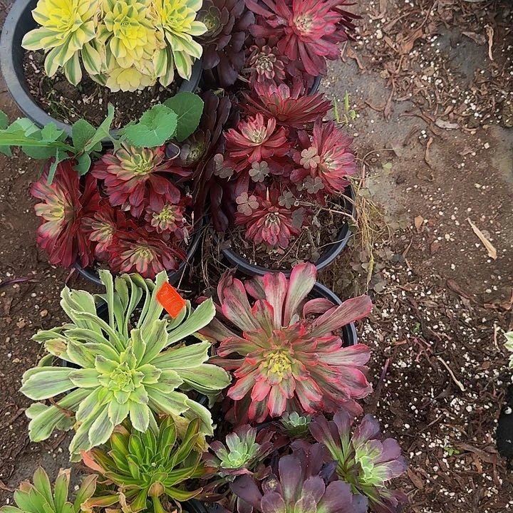 276多肉法师锦1111