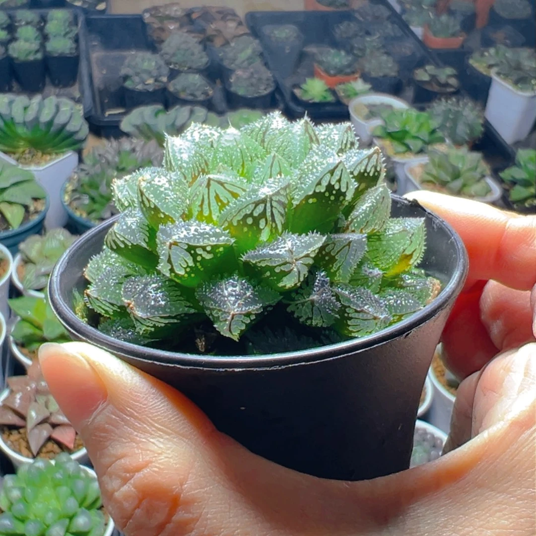 万象盆魔刺寿多肉多肉