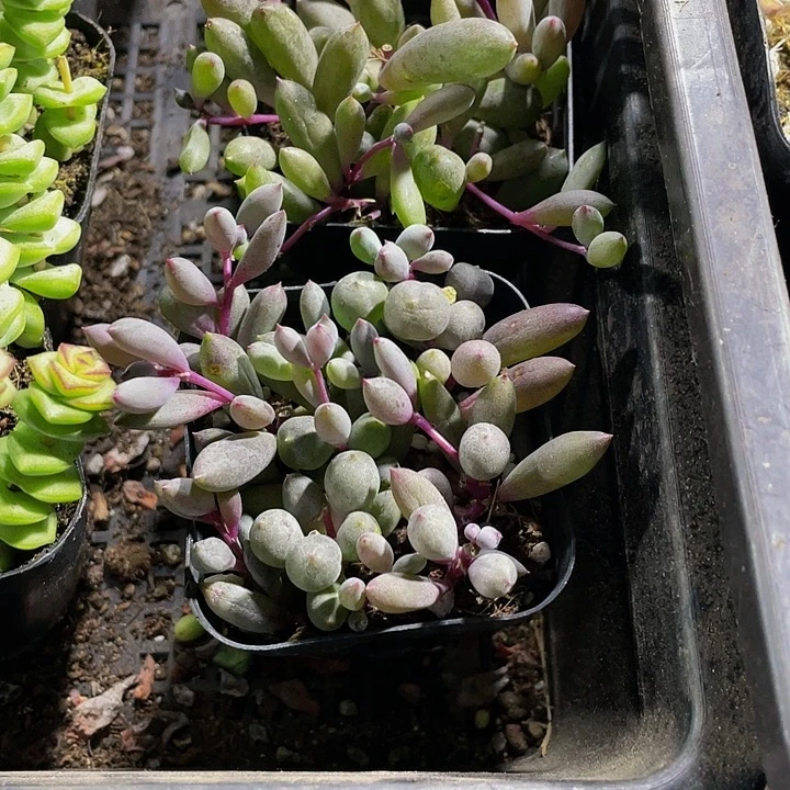紫玄月带盆土发货