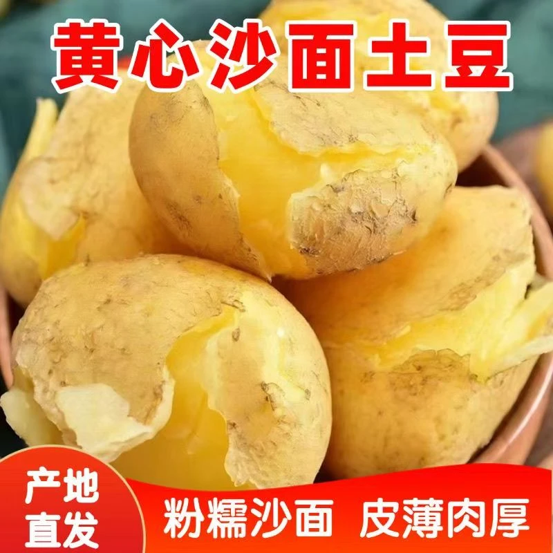 【黄皮黄心】内蒙古土豆黄心乌兰察布沙地土特产软粉糯马铃薯