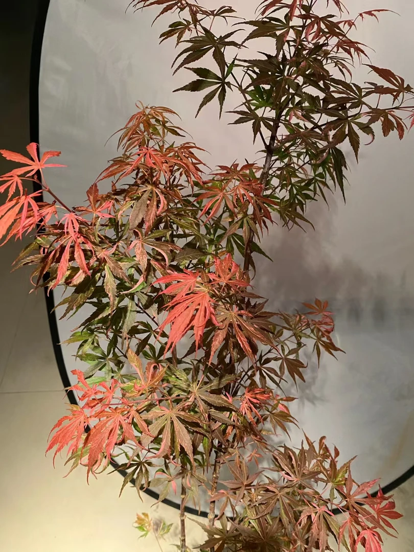 室内造景流泉枫树盆景好养易活一物一拍茶室盆景盆栽茶室流泉枫