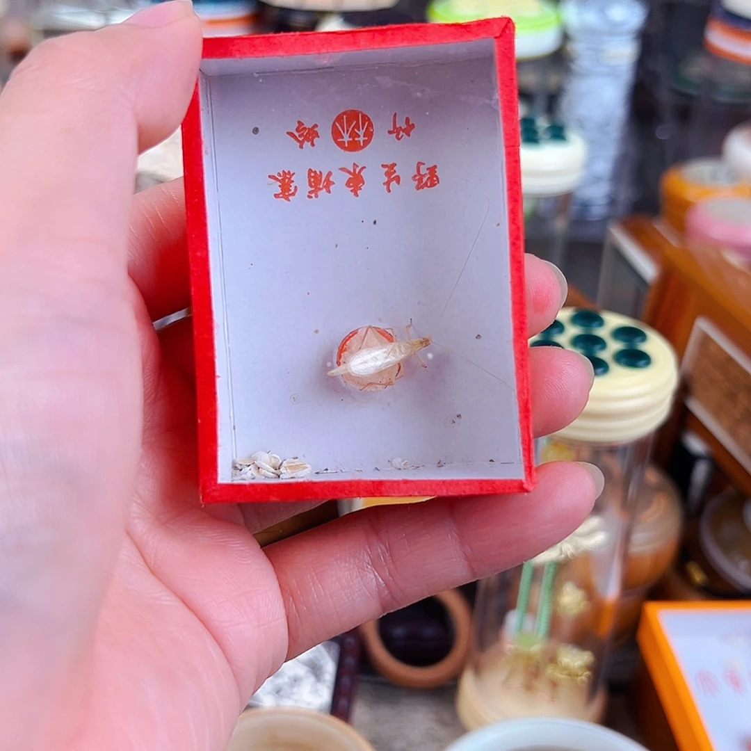 一***人柬埔寨竹蛉一个➕过虫器