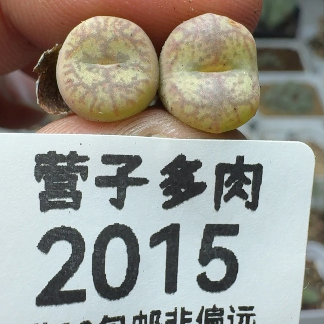毛杂。