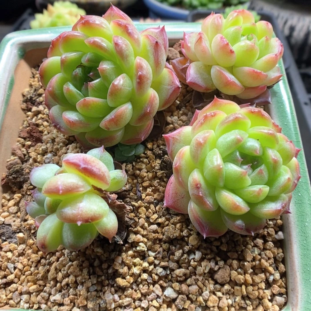 油透珍妮群生可拍215号