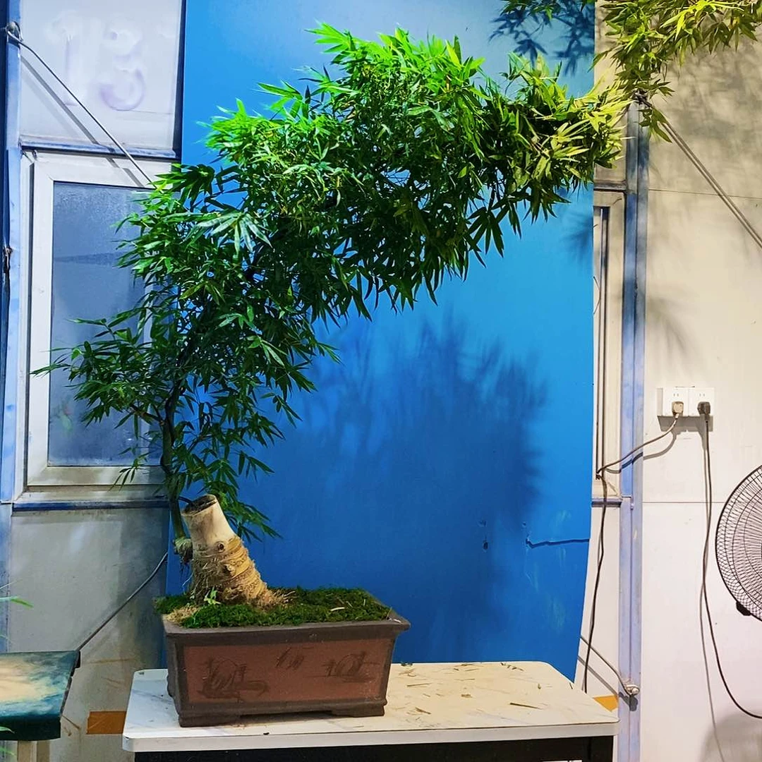 安***爹无花朵小叶簕竹一物一拍