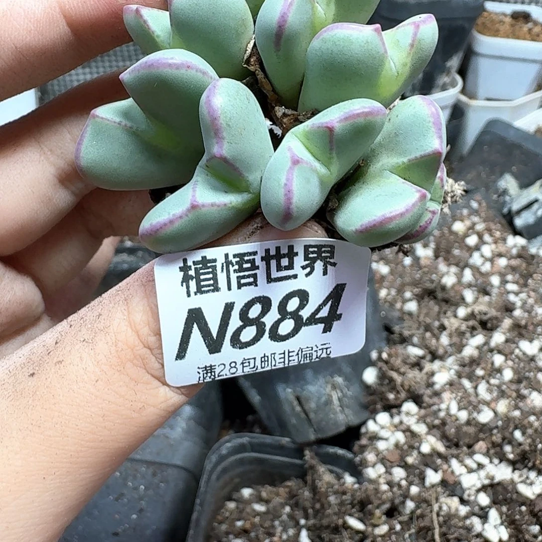多肉植物的人生法v