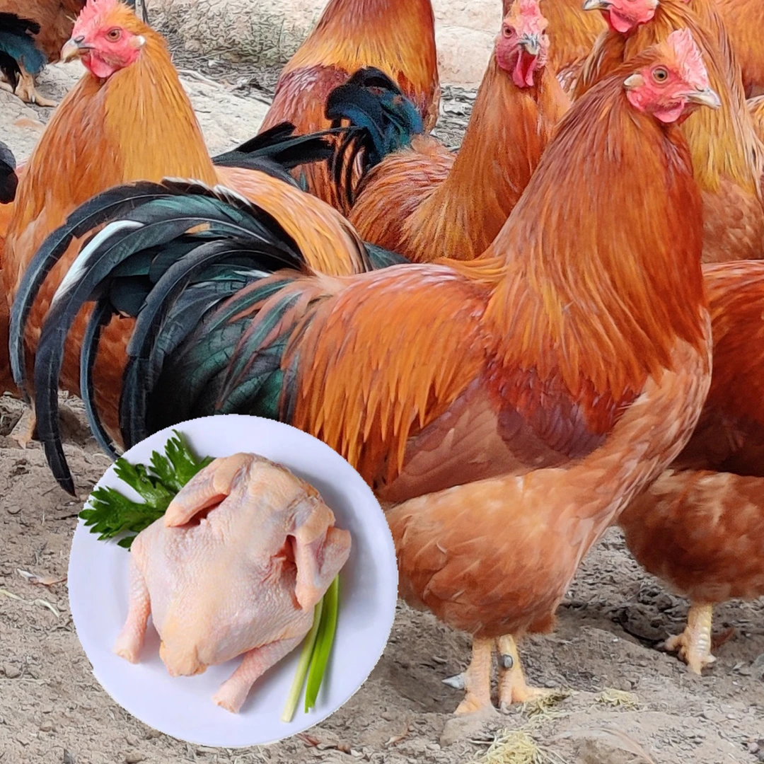 原生态农产品林下农家散养土鸡谷物喂养南晓线鸡（阉鸡）一年以上