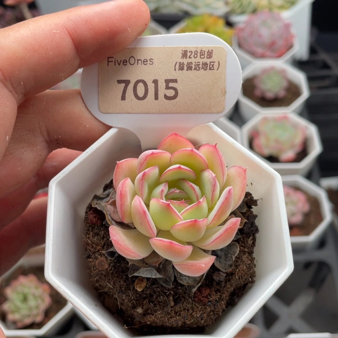 橘子冰7015-4.5厘米