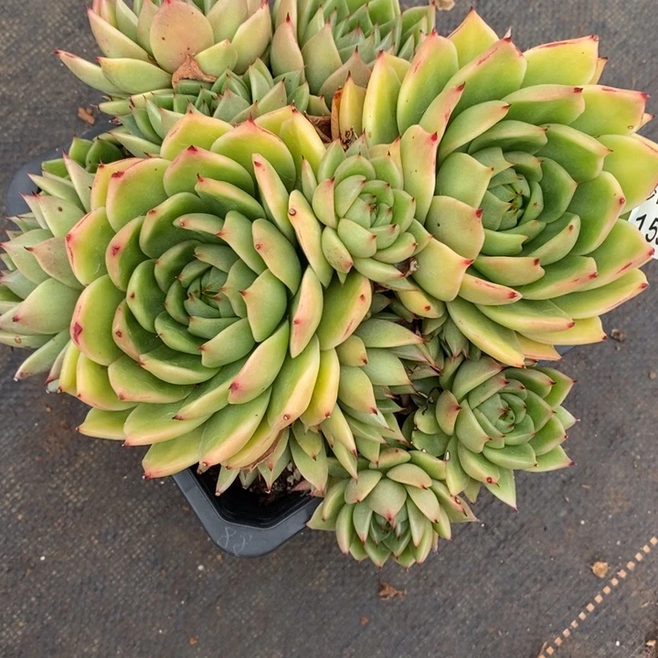 柒***婳1590杂交老桩基地～21厘米