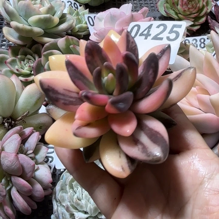 多肉植物18包邮当场凑单