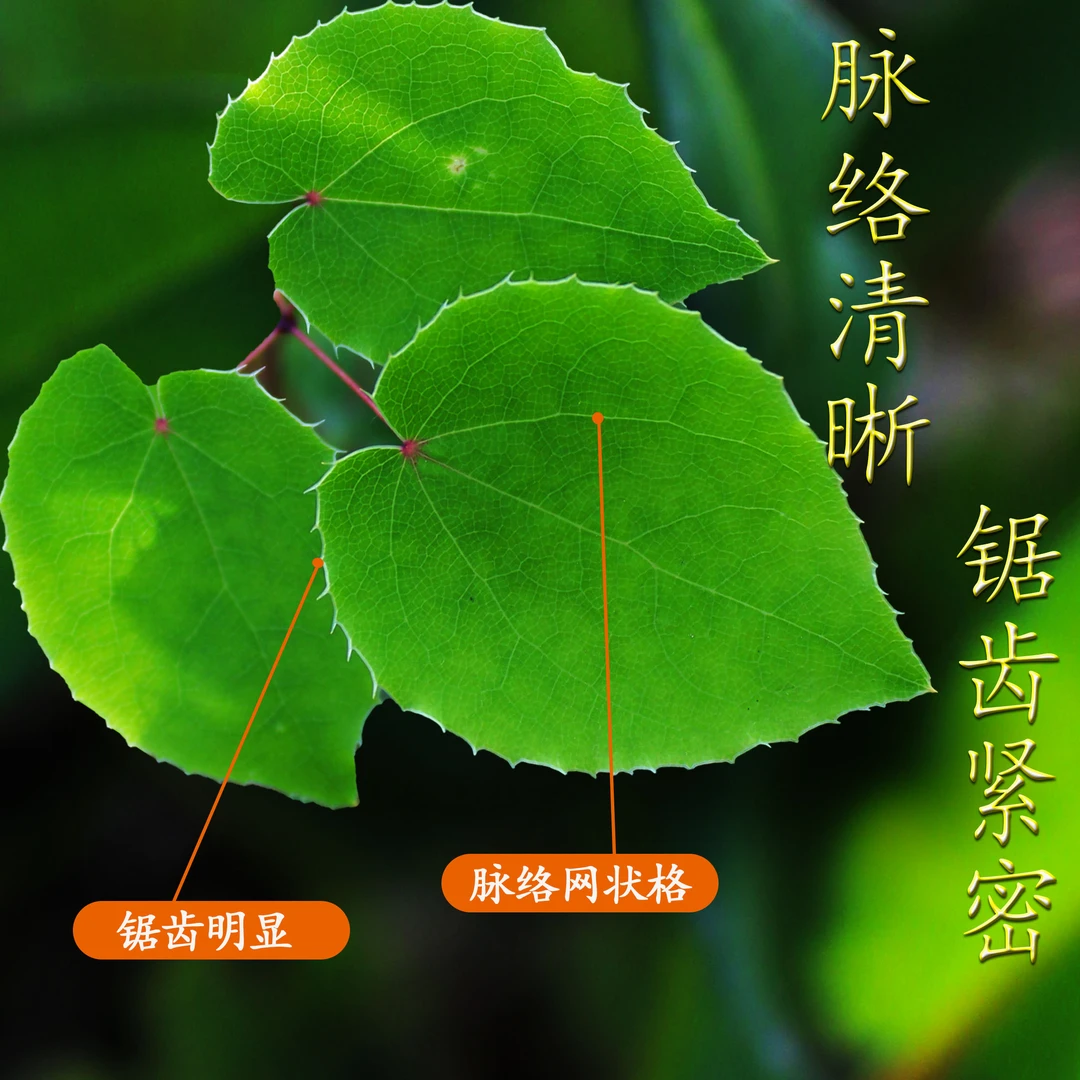 甘肃小圆叶纯野生三枝九叶草纯叶片甘肃产地直发