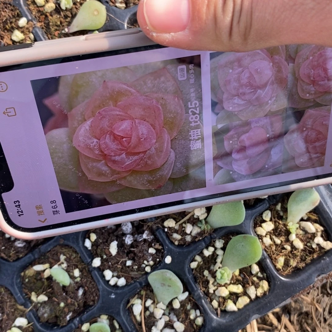 标343蜜柚芽苗一个