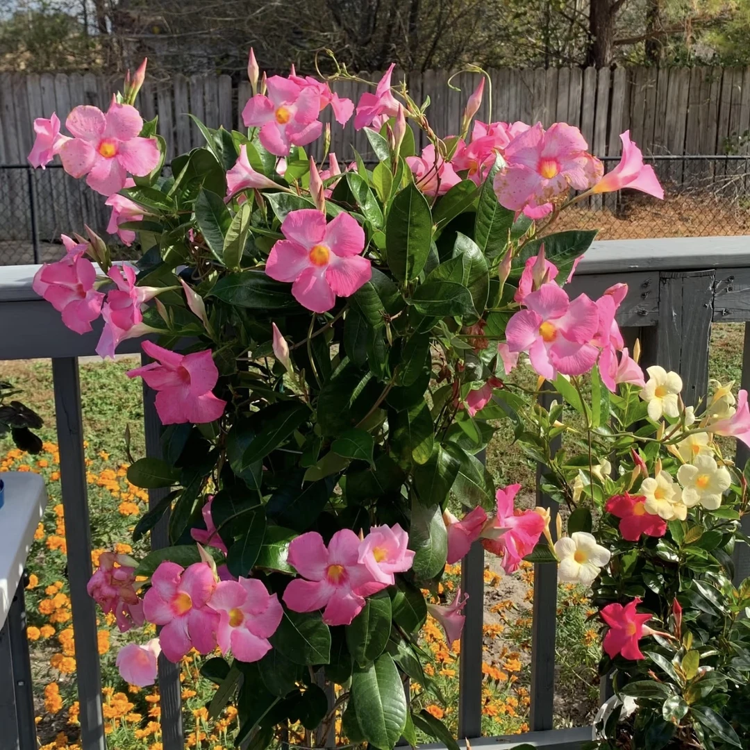 【粉色飘香藤】带花苞的万里飘香藤盆栽适合室内阳台庭院种植