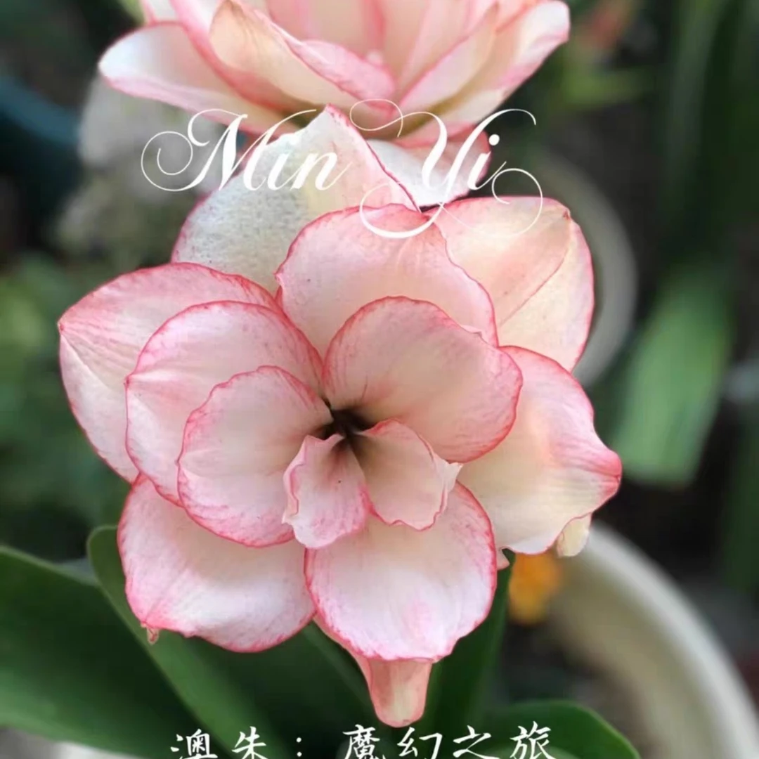 【魔幻之旅】朱顶红开播福利随机发货！