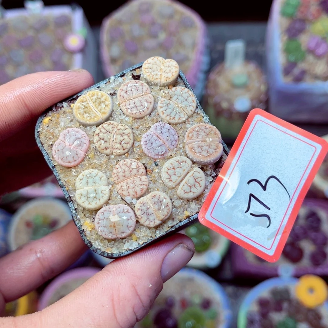 513生石花带盆发1