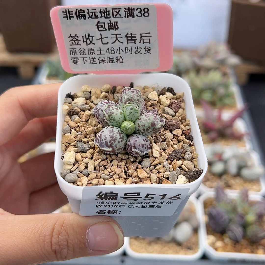 *‍****516达摩海豹多肉