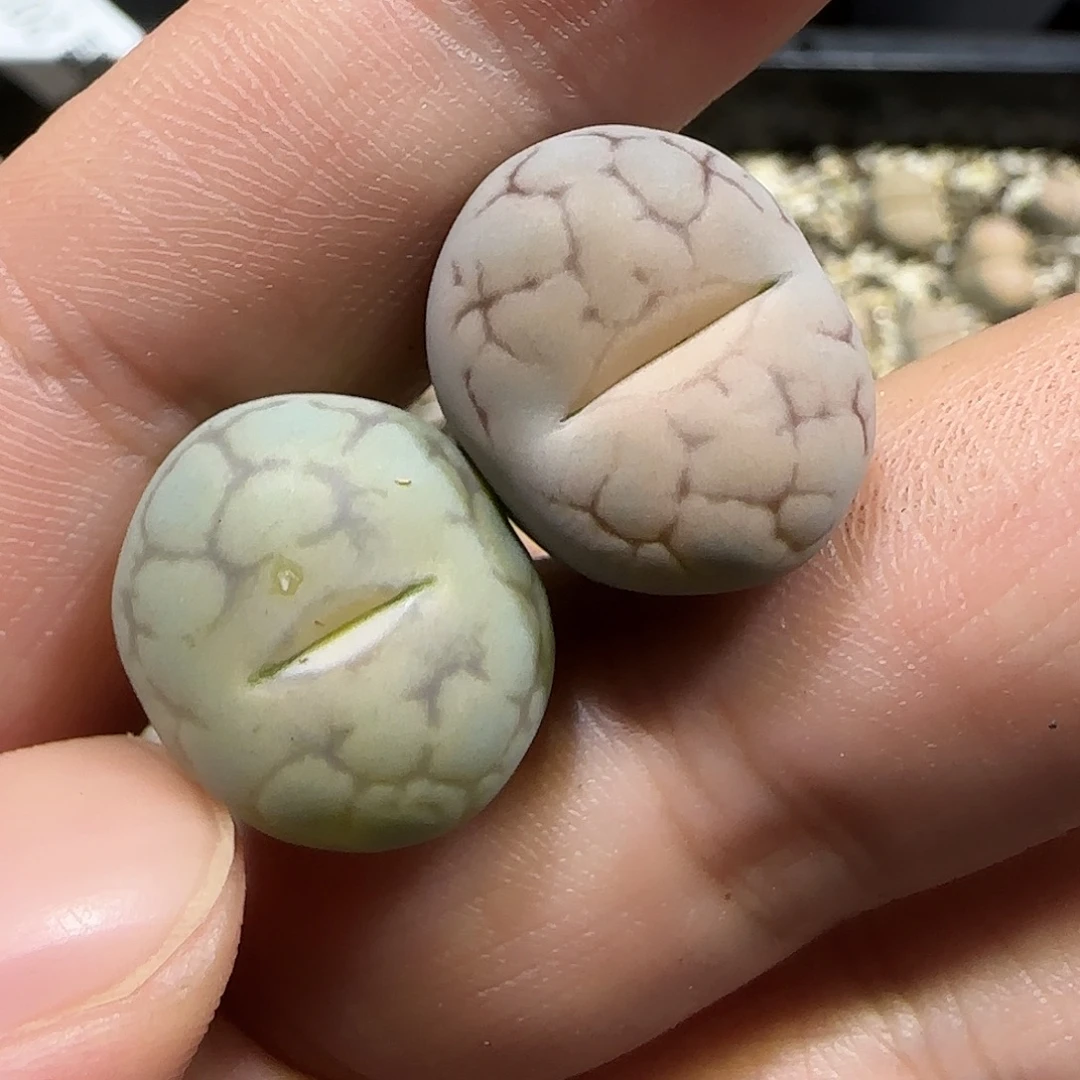 11.18。      女娲石x2。     2053